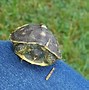 Image result for Cute Little Baby Turtle