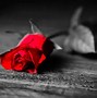 Image result for Best Wallpapers Red Rose