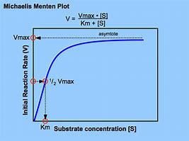 Image result for Enzyme Kinetics Graph