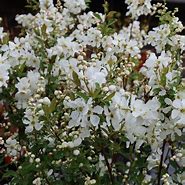 Image result for Exochorda racemosa BLUSHING PEARL