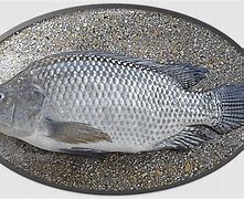 Image result for Pacu Fish Spawn