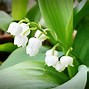 Image result for Flower Bulbs That Bloom All Summer