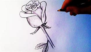 Image result for A Rose Sketch