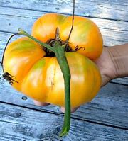 Image result for Biggest Tomato in the World