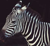 Image result for Black and White Mammals