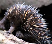 Image result for Echidna Appearance