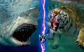 Image result for Tiger vs Great White