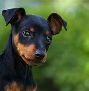 Image result for Cool Small Dog Breeds
