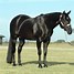 Image result for American Horse Breeds