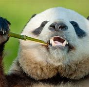Image result for What Giant Panda Diet