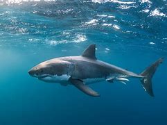 Image result for Great White Shark Color