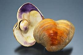 Image result for Quahog Paintings