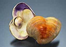 Image result for Quahog Shell