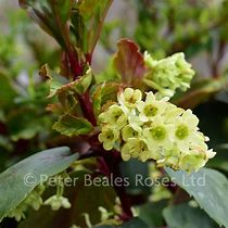 Image result for Ribes laurifolium