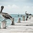 Image result for Pelican Catching Fish