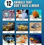 Image result for All Wildife Animals That Do Not Have Variety of Species