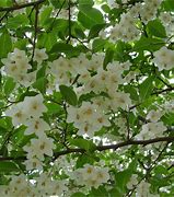 Image result for Styrax japonica