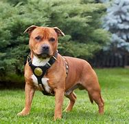 Image result for Low Maintenance Small Dog Breeds