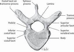 Image result for Thoracic Vertebra Superior View