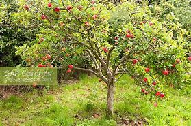 Image result for Malus domestica Discovery