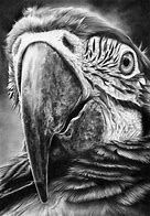 Image result for Hyper Realistic Animal Drawings