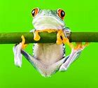 Image result for Crazy Frog Meme