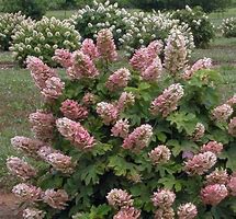 Image result for Hydrangea quercifolia Ruby Slippers