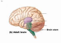 Image result for Adult Brain