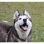 Image result for Husky and Malamute Mix