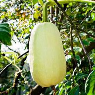 Image result for Summer Squash White Background