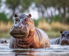 hippos に対する画像結果