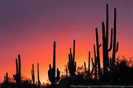 Image result for Saguaro Cactus Tucson Arizona