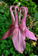 Image result for Weird Flowers in Canada