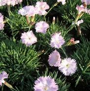Image result for Dianthus Whatfield Wisp