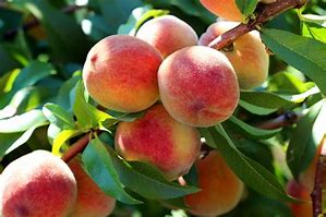 Image result for Small Peach Like Fruit