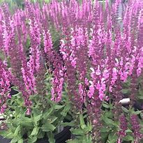 Salvia nemorosa Pink Friesland के लिए छवि परिणाम