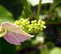 Image result for Grapes Flowering
