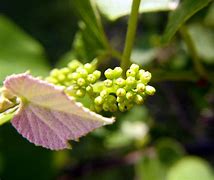 Image result for Climbing Flower Vines