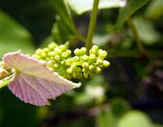 Image result for Grape Flowers