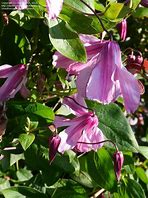 Image result for clematis_integrifolia