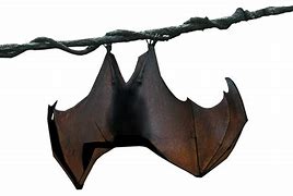 Image result for Bat Hanging Wings Out