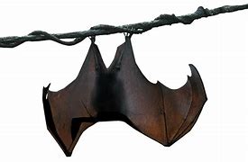 Image result for Bat Hanging Upside Down Pics
