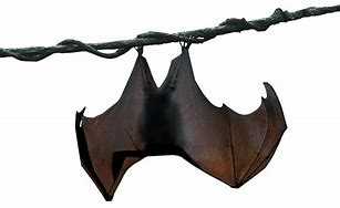Image result for How to Draw a Realistic Bat