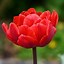 Image result for Tulipa Red Princess