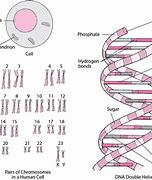 Image result for DNA Horizontal Diagram Chromosome