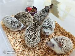 Image result for Hedgehog Pet for Sale