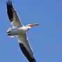 Image result for Florida. Pelican Pouch