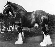 Image result for Big Clydesdale