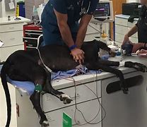 Image result for Vet Booties for CPR
