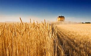 Image result for Corn Harvest Pictures